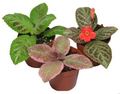 4" Episcia Assortment  